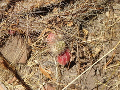 Austrocylindropuntia shaferi
