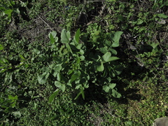 Tracheophyta