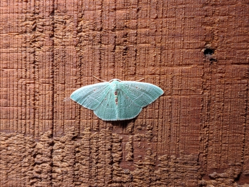 iNaturalist observation photo of Columbian Emerald