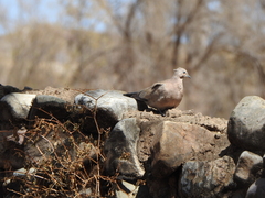 Metriopelia melanoptera