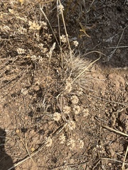 Thymus transcaucasicus