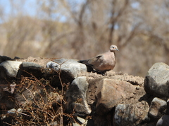Metriopelia melanoptera
