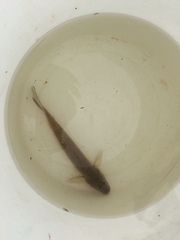 Acanthogobius flavimanus