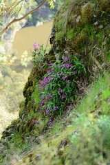 Dendrobium kingianum