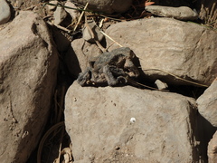 Rhinella spinulosa