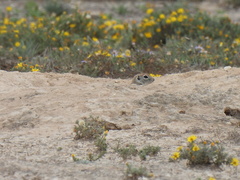 Xerospermophilus spilosoma