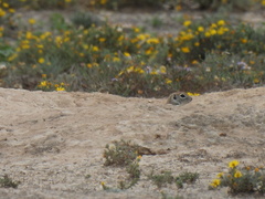 Xerospermophilus spilosoma