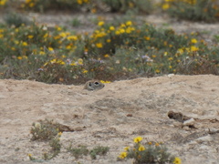 Xerospermophilus spilosoma