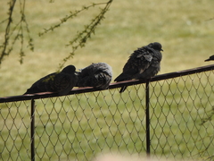 Patagioenas maculosa