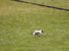 Chroicocephalus serranus