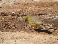 Sicalis