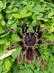 Sericopelma