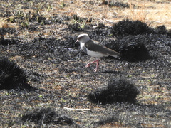 Vanellus resplendens