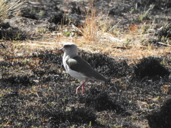 Vanellus resplendens