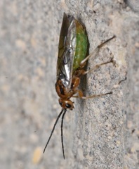 Nematinae