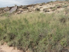 Eragrostis intermedia