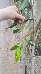 Ficus rubiginosa