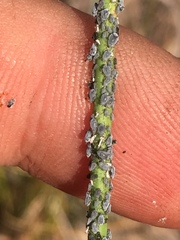 Braggia longicauda