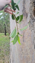 Ficus rubiginosa