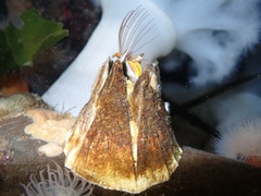 Balanus nubilus