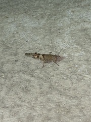 Trimerotropis pallidipennis