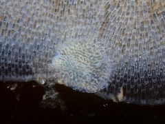 Corambe pacifica