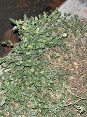 Amaranthus deflexus