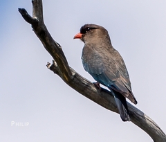 Eurystomus orientalis