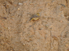 Sicalis uropygialis