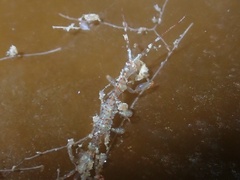 Caprella