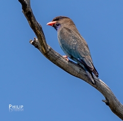 Eurystomus orientalis