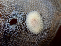 Onchidoris muricata