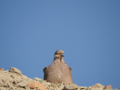 Metriopelia melanoptera