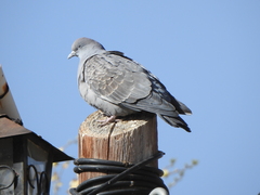 Patagioenas maculosa