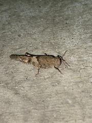 Trimerotropis pallidipennis