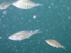 Cymatogaster aggregata