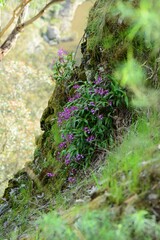 Dendrobium kingianum
