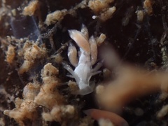 Trinchesia albocrusta