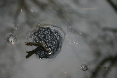 Lithobates sylvaticus