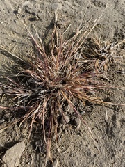 Cleistogenes squarrosa