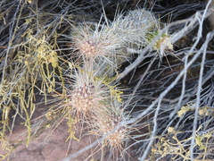 Austrocylindropuntia shaferi