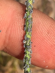 Braggia longicauda