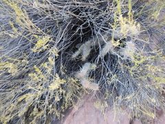 Austrocylindropuntia shaferi