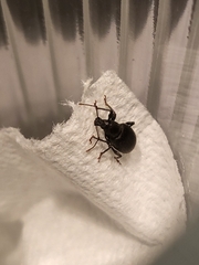 Otiorhynchus meridionalis