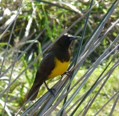 Pseudoleistes virescens