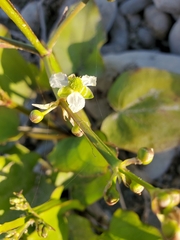 Echinodorus berteroi