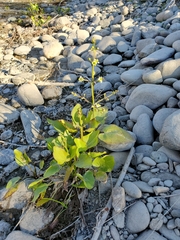 Echinodorus berteroi