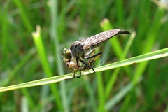 Neoitamus flavofemoratus