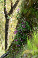 Dendrobium kingianum