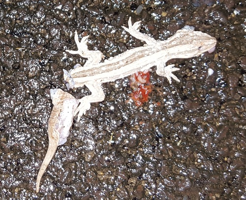 Toropuku inexpectatus